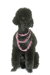 black poodle in studio