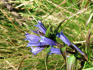 Willow gentian