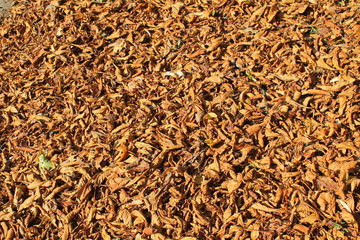 Background of fallen dry leaves 