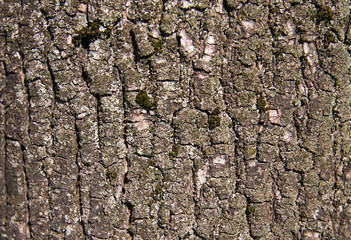 Bark on a tree closeup