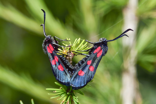 Slender Scotch Burnet