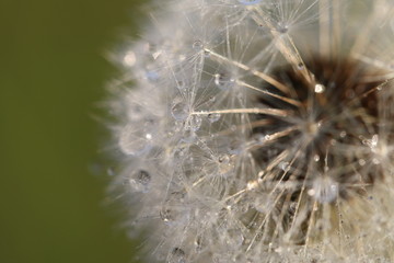 Fototapeta premium mniszek lekarski