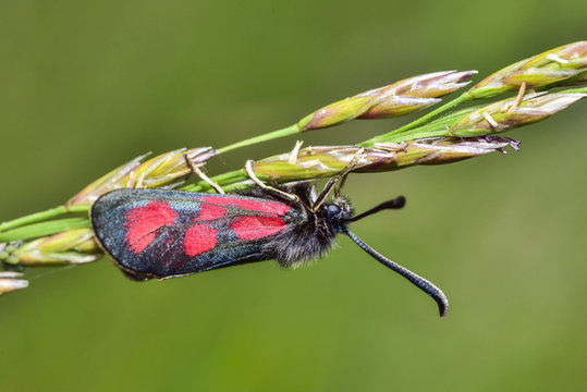 Slender Scotch Burnet