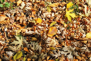 Background of fallen dry leaves 