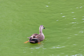 Duck swimming in the river