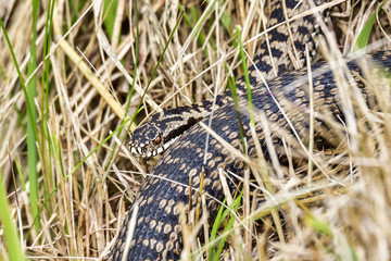 Common European viper