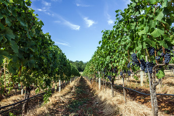 Fototapeta na wymiar vineyard grape ranks in Bosnia and Herzegovina