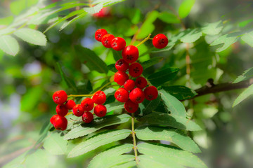 Krzew z owocami kolor czerwony