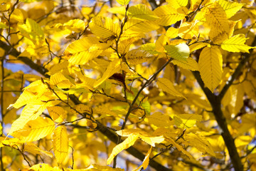 Der gelbe Herbst