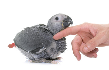 Naklejka premium baby gray parrot