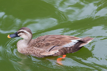 Duck swimming in the river.