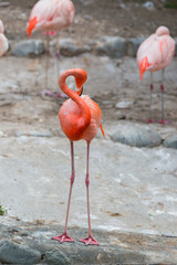 Caribbean Flamingos or Caribbean flamingos.