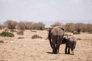 elephant with his son in Masai Mara Kenya