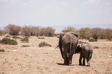 Fototapeta premium elephant with his son in Masai Mara Kenya