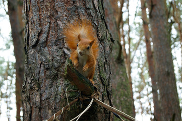 Cuddly squirrel sitting on the tree in the park. Brest, Belarus