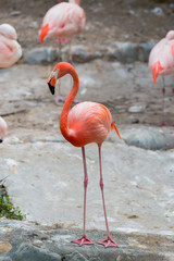 Caribbean Flamingos or Caribbean flamingos.