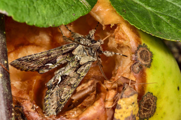 Green-brindled Crescent