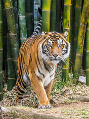 Tiger © Scott