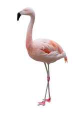 Fototapeta premium Karaibskie flamingi na białym tle.