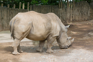 Obraz premium rhinoceros walking for find food.