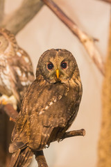 Ural Owl (Strix uralensis) on branch