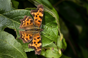 Comma