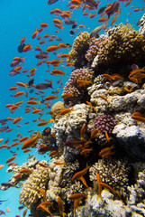 Fototapeta premium Marine life on the coral reef