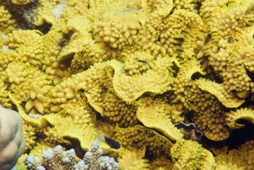 Yellow salad coral