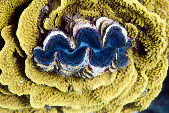 Giant clam nested in yellow salad coral