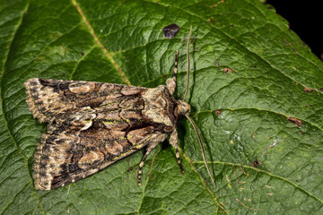 Green-brindled Crescent