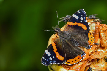Red Admiral