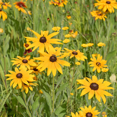 Sonnenhut, Rudbeckia, Blumen