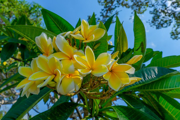 Fototapeta na wymiar Branch of tropical flowers yellow frangipani (plumeria).