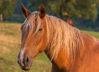 Cheval 