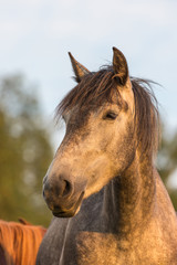 Cheval 