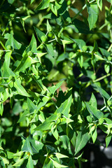 Fototapeta na wymiar Kreuzblättrige Wolfsmilch - Euphorbia lathyris 