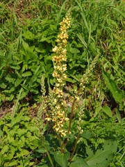 wild plant sticklewort with yellow flowers