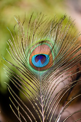 Elegant Peacock tail eye brightening under sun light