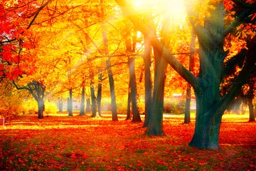 Fotobehang Herfst. Herfst natuur scène. Prachtig herfstpark © Subbotina Anna