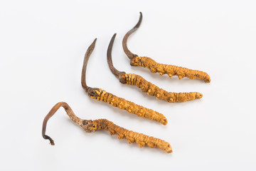 Yarsagumba Ingredient used in Traditional Chinese Medicine Yartsa Gunbu isolated on white...