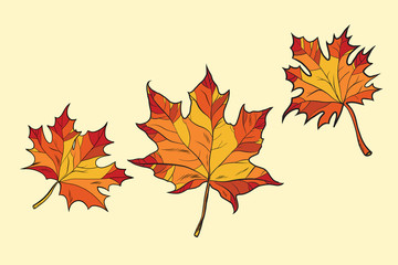 Fototapeta premium Maple leaves red