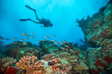 Plexiglas foto achterwand Young woman scuba diver exploring sea bottom © Jag_cz