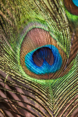 Exotic beauty Indian Peafowl tail eye shining