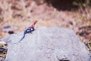 Agama lizard in Masai Mara Kenya