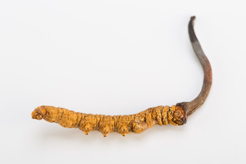 Fototapeta premium Yarsagumba Ingredient used in Traditional Chinese Medicine Yartsa Gunbu isolated on white background - Cordyceps sinensis