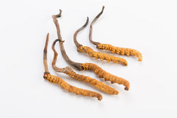 Yarsagumba Ingredient used in Traditional Chinese Medicine Yartsa Gunbu isolated on white background - Cordyceps sinensis