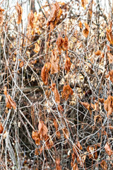 dried ivy leaves in the autumn