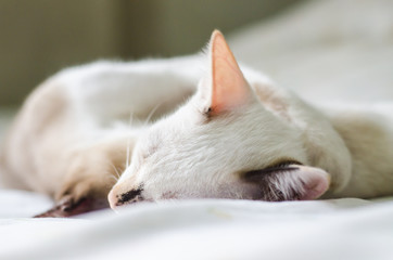 Cute cat sleeping on the couch soft focus image.