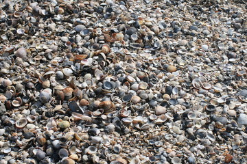 Shells on the beach