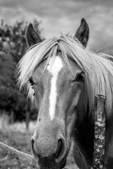 Obraz premium horse